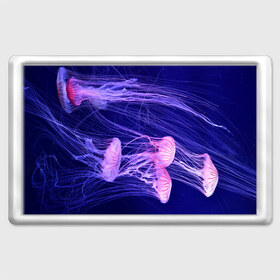 Магнит 45*70 с принтом Розовые медузы , Пластик | Размер: 78*52 мм; Размер печати: 70*45 | Тематика изображения на принте: аквариум | вода | дайвинг | милые | море | океан | плывет | подводный мир | рыбалка | рыбка | рыбы | стая | фауна