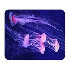Коврик прямоугольный с принтом Розовые медузы , натуральный каучук | размер 230 х 185 мм; запечатка лицевой стороны | Тематика изображения на принте: аквариум | вода | дайвинг | милые | море | океан | плывет | подводный мир | рыбалка | рыбка | рыбы | стая | фауна