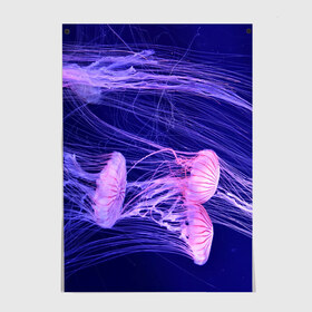 Постер с принтом Розовые медузы , 100% бумага
 | бумага, плотность 150 мг. Матовая, но за счет высокого коэффициента гладкости имеет небольшой блеск и дает на свету блики, но в отличии от глянцевой бумаги не покрыта лаком | аквариум | вода | дайвинг | милые | море | океан | плывет | подводный мир | рыбалка | рыбка | рыбы | стая | фауна