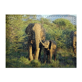 Обложка для студенческого билета с принтом Слониха и слоненок в природе , натуральная кожа | Размер: 11*8 см; Печать на всей внешней стороне | африка | африканский | бивни | большой | гигант джунгли | зоопарк | индийский | индия | лесной великан | мамонт | огромный | саванна | сафари | серый | слон | слоненок | слониха | стадо | уши | хобот