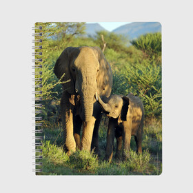 Тетрадь с принтом Слониха и слоненок в природе , 100% бумага | 48 листов, плотность листов — 60 г/м2, плотность картонной обложки — 250 г/м2. Листы скреплены сбоку удобной пружинной спиралью. Уголки страниц и обложки скругленные. Цвет линий — светло-серый
 | африка | африканский | бивни | большой | гигант джунгли | зоопарк | индийский | индия | лесной великан | мамонт | огромный | саванна | сафари | серый | слон | слоненок | слониха | стадо | уши | хобот