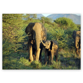 Поздравительная открытка с принтом Слониха и слоненок в природе , 100% бумага | плотность бумаги 280 г/м2, матовая, на обратной стороне линовка и место для марки
 | африка | африканский | бивни | большой | гигант джунгли | зоопарк | индийский | индия | лесной великан | мамонт | огромный | саванна | сафари | серый | слон | слоненок | слониха | стадо | уши | хобот