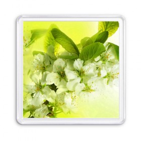 Магнит 55*55 с принтом Цветы яблони , Пластик | Размер: 65*65 мм; Размер печати: 55*55 мм | Тематика изображения на принте: белый | весна | дерево | зеленый | природа | растения | цветы | яблоня