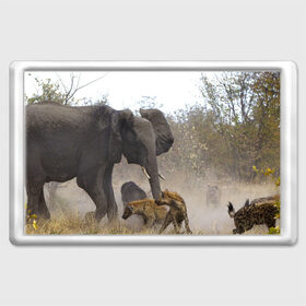 Магнит 45*70 с принтом Гиены охотятся на слона , Пластик | Размер: 78*52 мм; Размер печати: 70*45 | африка | африканский | бивни | большой | гигант джунгли | гиены | индийский | индия | лесной великан | мамонт | огромный | охота | саванна | сафари | серый | слон | слониха | стадо | уши | хобот