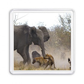 Магнит 55*55 с принтом Гиены охотятся на слона , Пластик | Размер: 65*65 мм; Размер печати: 55*55 мм | африка | африканский | бивни | большой | гигант джунгли | гиены | индийский | индия | лесной великан | мамонт | огромный | охота | саванна | сафари | серый | слон | слониха | стадо | уши | хобот