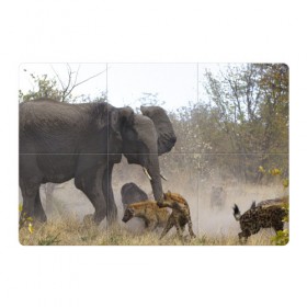 Магнитный плакат 3Х2 с принтом Гиены охотятся на слона , Полимерный материал с магнитным слоем | 6 деталей размером 9*9 см | африка | африканский | бивни | большой | гигант джунгли | гиены | индийский | индия | лесной великан | мамонт | огромный | охота | саванна | сафари | серый | слон | слониха | стадо | уши | хобот