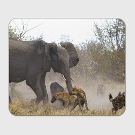 Коврик прямоугольный с принтом Гиены охотятся на слона , натуральный каучук | размер 230 х 185 мм; запечатка лицевой стороны | африка | африканский | бивни | большой | гигант джунгли | гиены | индийский | индия | лесной великан | мамонт | огромный | охота | саванна | сафари | серый | слон | слониха | стадо | уши | хобот