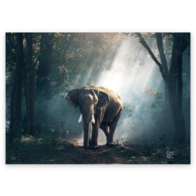 Поздравительная открытка с принтом Слон в лесу , 100% бумага | плотность бумаги 280 г/м2, матовая, на обратной стороне линовка и место для марки
 | африка | африканский | бивни | большой | гигант джунгли | зоопарк | индийский | индия | лесной великан | мамонт | огромный | саванна | сафари | серый | слон | слоненок | слониха | стадо | уши | хобот