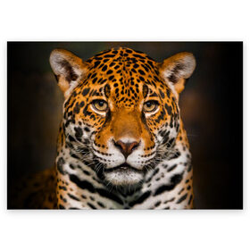 Поздравительная открытка с принтом Jaguar , 100% бумага | плотность бумаги 280 г/м2, матовая, на обратной стороне линовка и место для марки
 | глаза | дикая кошка | кошка | леопард | сафари | хищник | ягуар