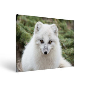 Холст прямоугольный с принтом White Fox , 100% ПВХ |  | fox | red | лиса | лисенок | рыжая