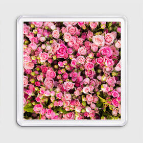 Магнит 55*55 с принтом Розовый рай , Пластик | Размер: 65*65 мм; Размер печати: 55*55 мм | бутон | лепестки | роза | розовый | розочка | цветок | цветы