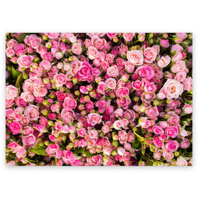 Поздравительная открытка с принтом Розовый рай , 100% бумага | плотность бумаги 280 г/м2, матовая, на обратной стороне линовка и место для марки
 | бутон | лепестки | роза | розовый | розочка | цветок | цветы