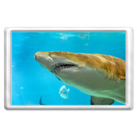 Магнит 45*70 с принтом Тигровая акула , Пластик | Размер: 78*52 мм; Размер печати: 70*45 | Тематика изображения на принте: голубое море | океан | рыба