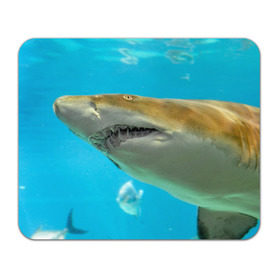 Коврик прямоугольный с принтом Тигровая акула , натуральный каучук | размер 230 х 185 мм; запечатка лицевой стороны | голубое море | океан | рыба