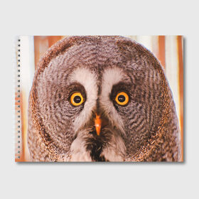 Альбом для рисования с принтом Кофе , 100% бумага
 | матовая бумага, плотность 200 мг. | Тематика изображения на принте: owl | мудрость | птица | сова | филин