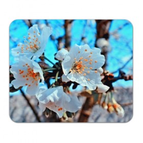 Коврик прямоугольный с принтом Весна , натуральный каучук | размер 230 х 185 мм; запечатка лицевой стороны | 3d | flower | весна | другие | красивые цветы | красные | лето | поле | полевой цветок | прикольные | природа | текстуры | цветочки | цветы