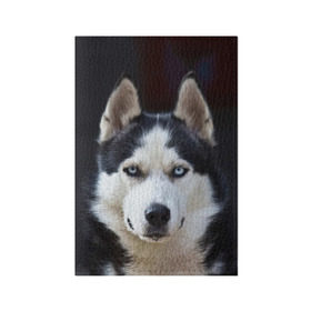 Обложка для паспорта матовая кожа с принтом Хаски , натуральная матовая кожа | размер 19,3 х 13,7 см; прозрачные пластиковые крепления | Тематика изображения на принте: dog | лабрадор | мопс | пес | собака | такса | хаски | щеночек