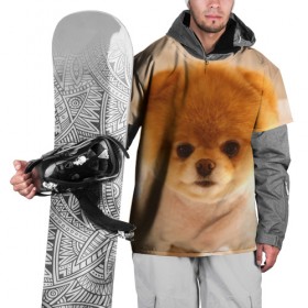 Накидка на куртку 3D с принтом Пушистик , 100% полиэстер |  | Тематика изображения на принте: dog | пес | померанский | собака | шпиц | щеночек