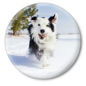 Значок с принтом Snow ,  металл | круглая форма, металлическая застежка в виде булавки | Тематика изображения на принте: dog | бордер | бордер колли | колли | пес | собака