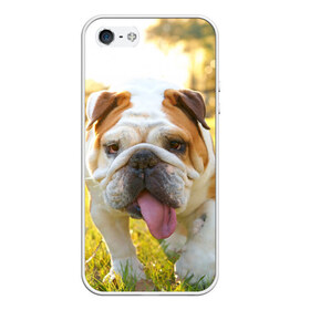 Чехол для iPhone 5/5S матовый с принтом Funny Dog , Силикон | Область печати: задняя сторона чехла, без боковых панелей | dog | английский бульдог | пес | собака