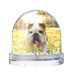 Снежный шар с принтом Funny Dog , Пластик | Изображение внутри шара печатается на глянцевой фотобумаге с двух сторон | dog | английский бульдог | пес | собака
