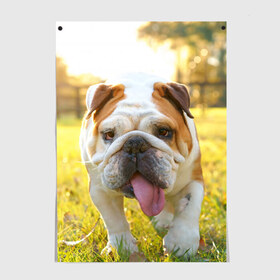 Постер с принтом Funny Dog , 100% бумага
 | бумага, плотность 150 мг. Матовая, но за счет высокого коэффициента гладкости имеет небольшой блеск и дает на свету блики, но в отличии от глянцевой бумаги не покрыта лаком | dog | английский бульдог | пес | собака