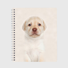 Тетрадь с принтом Лабрадор , 100% бумага | 48 листов, плотность листов — 60 г/м2, плотность картонной обложки — 250 г/м2. Листы скреплены сбоку удобной пружинной спиралью. Уголки страниц и обложки скругленные. Цвет линий — светло-серый
 | dog | labrador | puppy | порода | собака | собачка | щенок