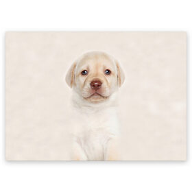 Поздравительная открытка с принтом Лабрадор , 100% бумага | плотность бумаги 280 г/м2, матовая, на обратной стороне линовка и место для марки
 | dog | labrador | puppy | порода | собака | собачка | щенок