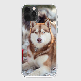 Чехол для iPhone 12 Pro Max с принтом Хаски , Силикон |  | dog | лабрадор | мопс | пес | собака | такса | хаски | щеночек