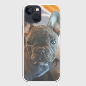 Чехол для iPhone 13 mini с принтом Французский бульдог ,  |  | пес