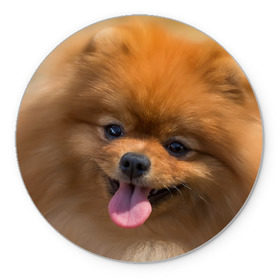 Коврик круглый с принтом Милашка , резина и полиэстер | круглая форма, изображение наносится на всю лицевую часть | dog | пес | померанский | собака | шпиц | щеночек