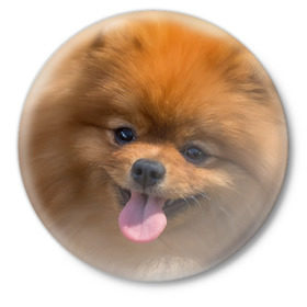 Значок с принтом Милашка ,  металл | круглая форма, металлическая застежка в виде булавки | Тематика изображения на принте: dog | пес | померанский | собака | шпиц | щеночек