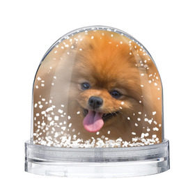 Снежный шар с принтом Милашка , Пластик | Изображение внутри шара печатается на глянцевой фотобумаге с двух сторон | Тематика изображения на принте: dog | пес | померанский | собака | шпиц | щеночек