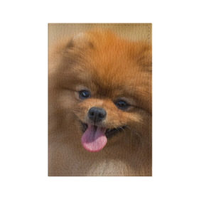 Обложка для паспорта матовая кожа с принтом Милашка , натуральная матовая кожа | размер 19,3 х 13,7 см; прозрачные пластиковые крепления | Тематика изображения на принте: dog | пес | померанский | собака | шпиц | щеночек