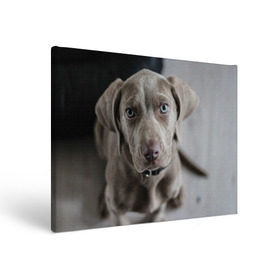 Холст прямоугольный с принтом Puppy , 100% ПВХ |  | Тематика изображения на принте: dog | веймаранер | пес | собака | щеночек