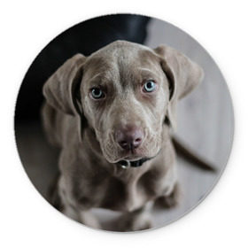 Коврик круглый с принтом Puppy , резина и полиэстер | круглая форма, изображение наносится на всю лицевую часть | dog | веймаранер | пес | собака | щеночек