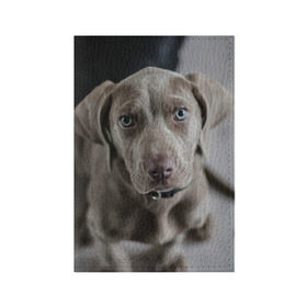 Обложка для паспорта матовая кожа с принтом Puppy , натуральная матовая кожа | размер 19,3 х 13,7 см; прозрачные пластиковые крепления | Тематика изображения на принте: dog | веймаранер | пес | собака | щеночек