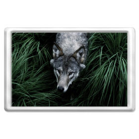 Магнит 45*70 с принтом Волк в траве , Пластик | Размер: 78*52 мм; Размер печати: 70*45 | природа | серый | хищник