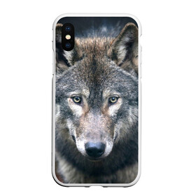 Чехол для iPhone XS Max матовый с принтом Серый волк , Силикон | Область печати: задняя сторона чехла, без боковых панелей | аука | бирюк | волк | волчара | волчица | волчок | глаза | животное | животные | зверь | зеленые | койот | лес | млекопитающее | природа | санитар леса | серый | уши | фауна | хищник | черный | шакал