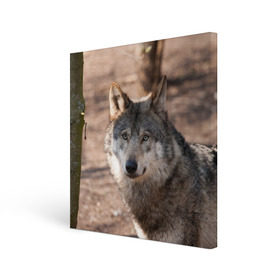 Холст квадратный с принтом Серый волк , 100% ПВХ |  | аука | бирюк | волк | волчара | волчица | волчок | глаза | животное | животные | зверь | зеленые | койот | лес | млекопитающее | природа | санитар леса | серый | уши | фауна | хищник | черный | шакал