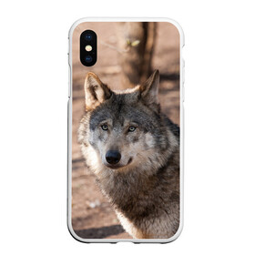 Чехол для iPhone XS Max матовый с принтом Серый волк , Силикон | Область печати: задняя сторона чехла, без боковых панелей | аука | бирюк | волк | волчара | волчица | волчок | глаза | животное | животные | зверь | зеленые | койот | лес | млекопитающее | природа | санитар леса | серый | уши | фауна | хищник | черный | шакал