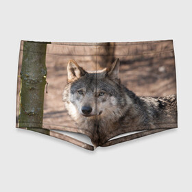 Мужские купальные плавки 3D с принтом Серый волк , Полиэстер 85%, Спандекс 15% |  | аука | бирюк | волк | волчара | волчица | волчок | глаза | животное | животные | зверь | зеленые | койот | лес | млекопитающее | природа | санитар леса | серый | уши | фауна | хищник | черный | шакал