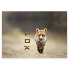 Поздравительная открытка с принтом Рыжий лис (fox) , 100% бумага | плотность бумаги 280 г/м2, матовая, на обратной стороне линовка и место для марки
 | fox | животное | зверь | красивая | лес | лис | лиса | лисенок | лисица | лисичка | мех | патрикеевна | песец | плутовка | прикольная | природа | рыжая | рыжий цвет | сказка | хвост | хитрая | хищник