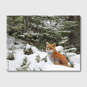 Альбом для рисования с принтом Лиса в зимнем лесу , 100% бумага
 | матовая бумага, плотность 200 мг. | Тематика изображения на принте: fox | животное | зверь | красивая | лес | лис | лиса | лисенок | лисица | лисичка | мех | патрикеевна | песец | плутовка | прикольная | природа | рыжая | рыжий цвет | сказка | хвост | хитрая | хищник