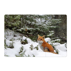Магнитный плакат 3Х2 с принтом Лиса в зимнем лесу , Полимерный материал с магнитным слоем | 6 деталей размером 9*9 см | Тематика изображения на принте: fox | животное | зверь | красивая | лес | лис | лиса | лисенок | лисица | лисичка | мех | патрикеевна | песец | плутовка | прикольная | природа | рыжая | рыжий цвет | сказка | хвост | хитрая | хищник
