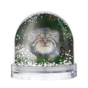 Снежный шар с принтом Манул , Пластик | Изображение внутри шара печатается на глянцевой фотобумаге с двух сторон | всеядный | детеныш | дикие | животные | звери | зверята | кот | манул | медведь | хищник