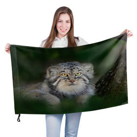 Флаг 3D с принтом Манул , 100% полиэстер | плотность ткани — 95 г/м2, размер — 67 х 109 см. Принт наносится с одной стороны | всеядный | детеныш | дикие | животные | звери | зверята | кот | манул | медведь | хищник