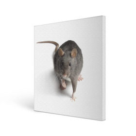 Холст квадратный с принтом Крыса , 100% ПВХ |  | животные | крыса | мышка | мышь