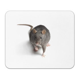 Коврик прямоугольный с принтом Крыса , натуральный каучук | размер 230 х 185 мм; запечатка лицевой стороны | животные | крыса | мышка | мышь