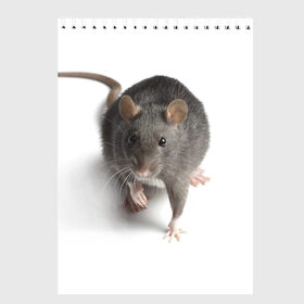 Скетчбук с принтом Крыса , 100% бумага
 | 48 листов, плотность листов — 100 г/м2, плотность картонной обложки — 250 г/м2. Листы скреплены сверху удобной пружинной спиралью | животные | крыса | мышка | мышь